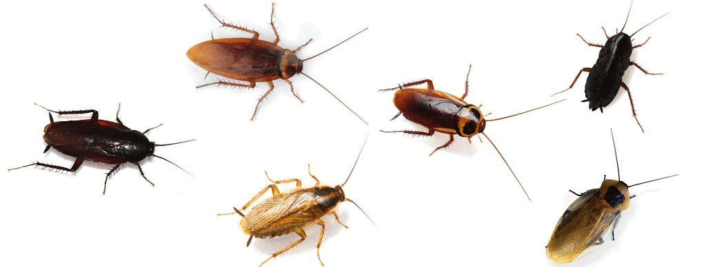 Kalorifer Böceği İlaçlama