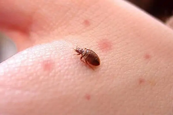 Tahta Kurusu İlaçlama